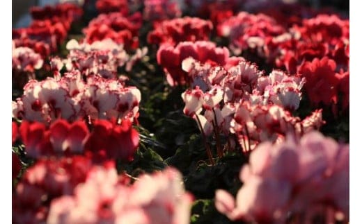 シクラメン (お色おまかせ) 6号鉢【花】【wakuyaengei002】