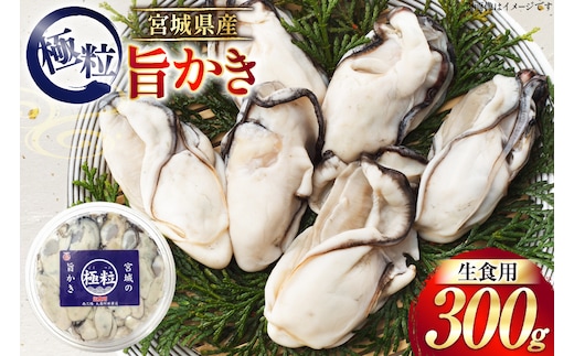 【期間限定発送】 宮城県産 むき身 極粒旨かき 生食用 300g ×1p[丸壽阿部商店 宮城県 南三陸町 m304bir010000] かき カキ 牡蠣 生牡蠣 貝 魚介類 剥き身 むき身 殻なし 冷蔵 新鮮 なべ カキフライ 牡蠣ご飯 濃厚