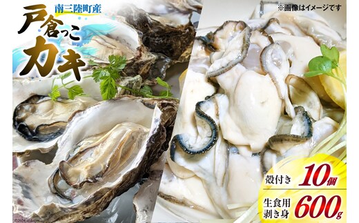 【期間限定発送】牡蠣 生食 南三陸町産 戸倉っこカキ 300g×2本 計600g 殻付き牡蠣 10個 [宮城県漁業協同組合志津川支所 宮城県 南三陸町 30an0003] 生カキ 生食用 剥き身 かき カキ 生ガキ むき身 むき 殻付