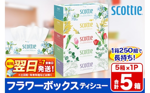 スコッティ ティッシュペーパー フラワーボックス 5箱×1パック 秋田市オリジナル 最短翌日発送