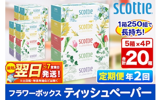 《6ヶ月ごとに2回お届け》定期便 ティッシュペーパー スコッティ フラワーボックス250組 20箱(5箱×4パック) ティッシュ 秋田市オリジナル 最短翌日発送