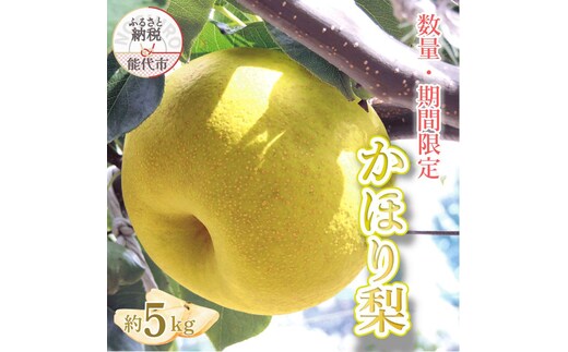 【数量・期間限定】幻の梨 「かほり梨」 5kg ［2026年10月上旬から出荷予定］ 秋田県 能代市 香り 梨 大玉 フルーツ 果物 幻 貴重 希少