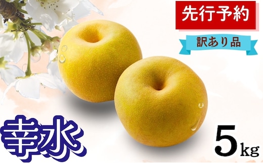 幸水 5kg 訳あり(12～14個入) 秋田県 能代市 梨 なし ナシ 果物 フルーツ 厳選 訳あり 甘い 果実 果汁