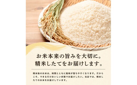 12回定期便 》 米 令和8年産 あきたこまち 無洗米 5kg×12回 秋田県産
