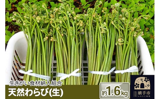 天然わらび(生) 約1.6kg [わらび ワラビ 蕨 山菜]