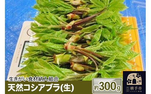 天然コシアブラ(生) 約300ｇ [こしあぶら コシアブラ 山菜]