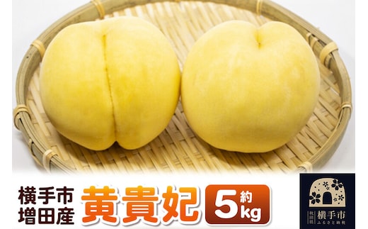 【先行受付】9月上旬より発送 横手市増田産の桃（黄貴妃）約5kg [先行予約 もも モモ 黄桃 黄色桃 果物 フルーツ 横手産 秋田産 秋田県産]