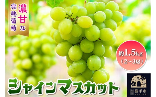 【先行受付】9月中旬より発送 横手市大沢地区産のぶどう（シャインマスカット）約1.5kg（2～3房）濃甘な完熟葡萄 [先行予約 ぶどう ブドウ 葡萄 果物 フルーツ 横手産 秋田産 秋田県産]