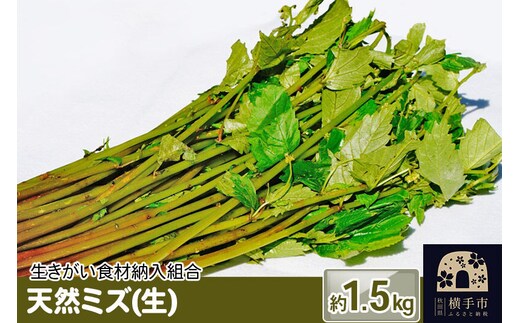 天然ミズ(生) 1.5kg [みず ミズ 山菜]