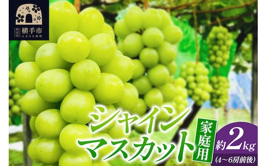 【先行受付 9月下旬より発送】【ご家庭用】シャインマスカット 約2kg【シミ・カスリ・小房・房ばらつき等あり】 [先行予約 秋田県 横手市 果物 フルーツ シャインマスカット ぶどう ブドウ 葡萄 ご家庭向け 家庭用]