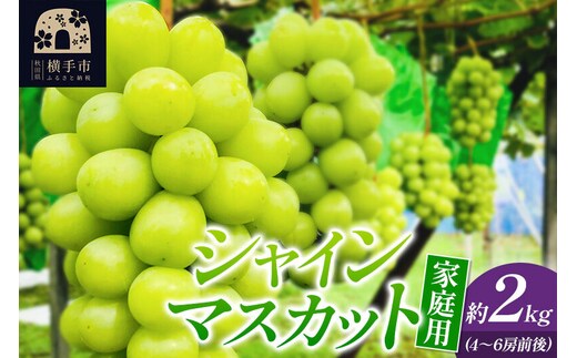 【ご家庭用】シャインマスカット 約2kg【シミ・カスリ・小房・房ばらつき等あり】 [秋田県 横手市 果物 フルーツ シャインマスカット ぶどう ブドウ 葡萄 ご家庭向け 家庭用]