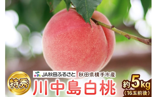 【先行受付】8月中旬より発送 秋田県横手市産 川中島白桃 特秀 16玉前後(約5kg) [先行予約 桃 もも モモ 果物 フルーツ]
