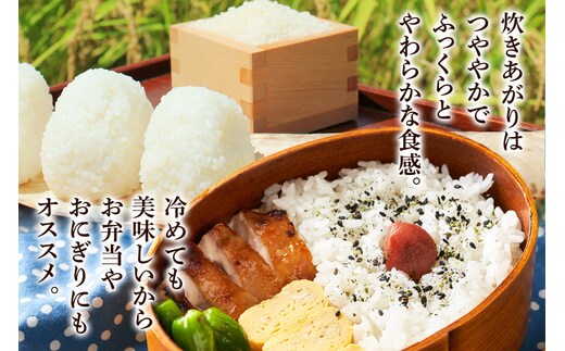 令和8年産 新米受付》米 あきたこまち 5kg 【無洗米】 秋田県産 [新米