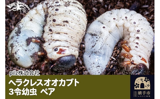 《TVで紹介されました》ヘラクレスオオカブト（3令幼虫）ペア かぶとむし カブトムシ 昆虫 幼虫 生体