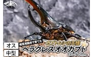 《TVで紹介されました》ヘラクレスオオカブト（成虫）オス 中型（130-140mm） 飼育ケース・マニュアル付き カブトムシ