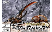 《TVで紹介されました》ヘラクレスオオカブト（成虫）ペア 中型（オス：130-140mm メス：60mm台） 飼育ケース・マニュアル付き カブトムシ
