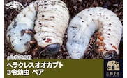 《TVで紹介されました》ヘラクレスオオカブト（3令幼虫）ペア かぶとむし カブトムシ 昆虫 幼虫 生体