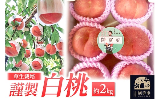 《先行受付！8月中旬より順次発送》横手市十文字町 ほそかわ農園 謹製 白桃 （草生栽培） 約2kg [先行予約 ふるさと納税 桃 もも 秋田県横手市産 貴重]
