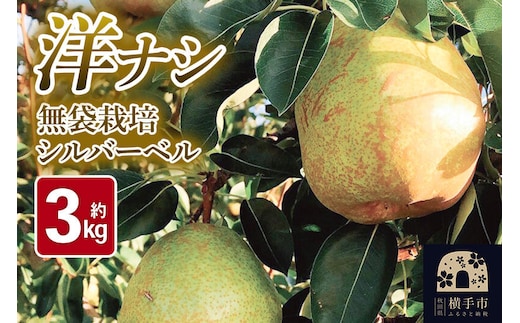 《先行受付！11月上旬より順次発送》洋梨 横手市産 小松谷りんご園謹製 無袋栽培シルバーベル 約3kg [先行予約 生きがい食材納入組合]