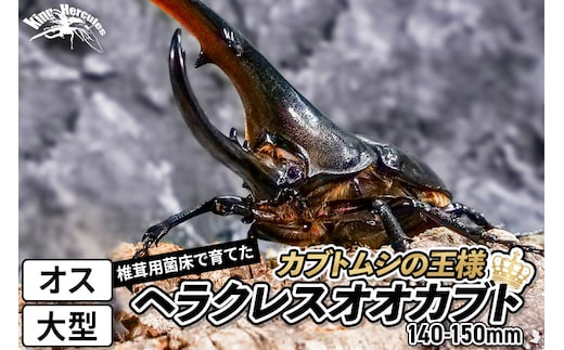 TVで紹介されました》ヘラクレスオオカブト（成虫）オス 大型（140-150mm） 飼育ケース・マニュアル付き カブトムシ |  dショッピングふるさと納税百選