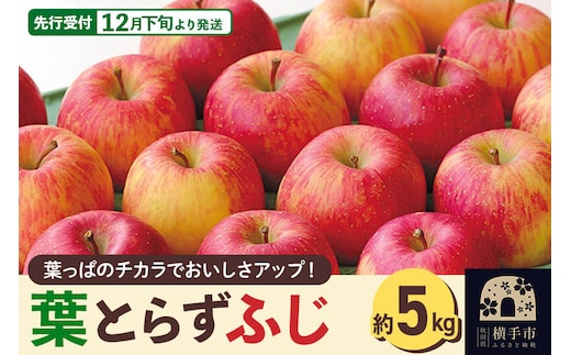 ＜先行受付 12月下旬より発送＞横手産 葉とらずふじ 約5kg [先行予約 秋田県 横手市 林檎 リンゴ 果物 フルーツ ふじ フジ 【りんご】特集]