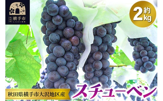 【先行受付】9月下旬より発送 濃甘な完熟葡萄 横手市大沢地区産 ぶどう スチューベン 約2kg [先行予約 ぶどう ブドウ 葡萄 果物 フルーツ 横手産 秋田産 秋田県産]