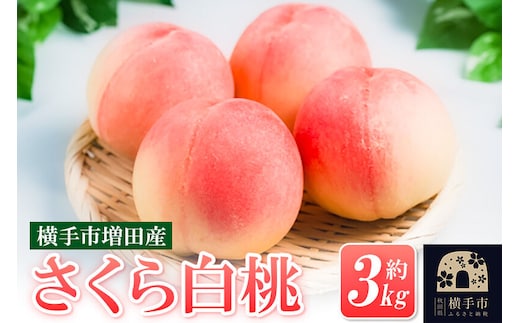 【先行受付】9月中旬より発送 横手市増田産の桃（さくら白桃）約3kg [先行予約 もも モモ 白桃 はくとう 果物 フルーツ 横手産 秋田産 秋田県産 大玉]