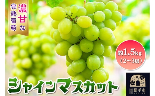 【先行受付】9月中旬より発送 横手市大沢地区産のぶどう（シャインマスカット）約1.5kg（2～3房）濃甘な完熟葡萄 [先行予約 ぶどう ブドウ 葡萄 果物 フルーツ 横手産 秋田産 秋田県産]