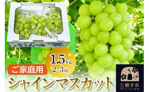 【先行受付 9月下旬より発送】横手市産 シャインマスカット 約1.5kg（2～3房）ご家庭用 [先行予約 マスカット ぶどう 葡萄 ブドウ]
