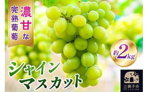 横手市大沢地区産のぶどう（シャインマスカット）約2kg 濃甘な完熟葡萄 [ぶどう ブドウ 葡萄 果物 フルーツ 横手産 秋田産 秋田県産]