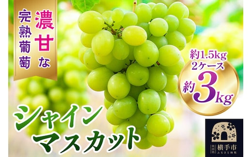 横手市大沢地区産のぶどう（シャインマスカット）約1.5kg×2ケース 濃甘な完熟葡萄 [ぶどう ブドウ 葡萄 果物 フルーツ 横手産 秋田産 秋田県産]