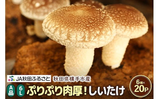 しいたけ A品 6L（約150g）×20パック [椎茸 しいたけ シイタケ きのこ]