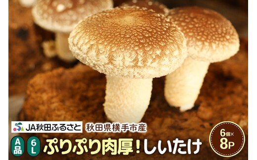 しいたけ A級品 Lサイズ 約1.2kg(約150g(6個入)×8パック)