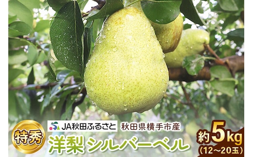 洋ナシ(シルバーベル) 特秀 12玉～20玉(約5kg) [秋田県 横手市 洋梨 梨 なし ナシ 果物 フルーツ]