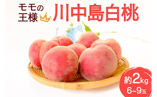 モモの王様 川中島白桃 約2kg（6～9玉前後） [もも モモ 白桃 はくとう 果物 フルーツ 産地直送 お取り寄せ]