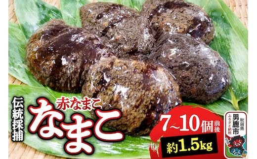 【期間限定】赤ナマコ 約1.5kg （7～10個前後） なまこ 海風丸 秋田県 男鹿市 [なまこ ナマコ 海鼠 珍味 海産]