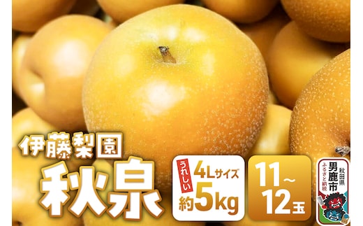 【先行受付】 男鹿梨 秋泉 梨 約5kg「伊藤梨園」 4L 11玉～12玉 秋田県 男鹿市