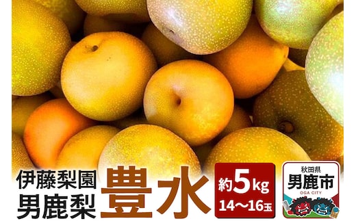 【先行受付】男鹿梨 「伊藤梨園」の豊水 梨 約5kg 2L～3L 14～16玉 秋田県 男鹿市 旬の果物 2026年9月下旬以降出荷