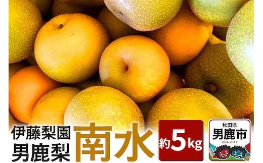 【先行受付】男鹿梨 「伊藤梨園」の南水 梨 約5kg 2L～3L 14玉～16玉 秋田県 男鹿市 旬の果物 2026年10月中旬以降出荷