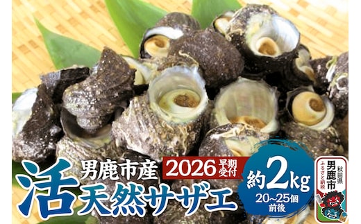 《2026年7月中旬～8月下旬発送》男鹿産天然さざえ 約2kg (約20個～25個) サザエ 栄螺