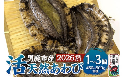 《2026年7月中旬～8月下旬発送》男鹿産天然鮑 2個 (約250～280g) あわび アワビ 秋田 男鹿産