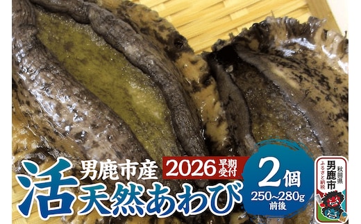 《2026年7月中旬～8月下旬発送》男鹿産天然鮑 1～3個 (約450～500g) あわび アワビ 秋田 男鹿産