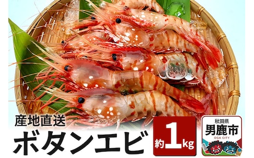 産地直送 ボタンエビ 約1kg！ ぷりっぷりでとろける甘さ お刺身や海鮮丼に 秋田県 男鹿市 萬漁水産 [産地直送 新鮮 刺身 海鮮丼]