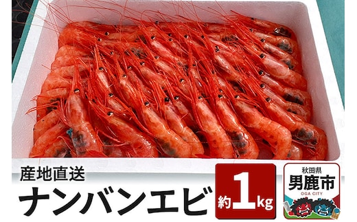 産地直送 ナンバンエビ 約1kg！ ぷりっぷりでとろける甘さ お刺身や海鮮丼に 秋田県 男鹿市 萬漁水産 [産地直送 甘エビ 新鮮 刺身 海鮮丼]