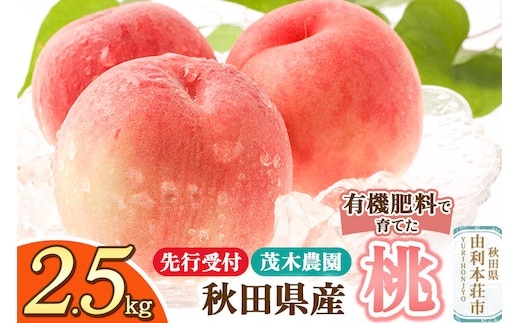 《先行受付》桃 2.5kg 茂木農園 秋田県産 [桃 もも モモ フルーツ 果物 スイーツ デザート 美味]