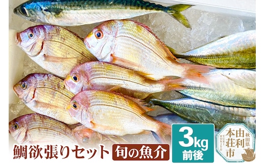 鯛 欲張りセット 旬の魚介 3kg前後【下処理なし】 [鯛 たい タイ 真鯛 魚介 アジ ホウボウ イシモチ カワハギ]