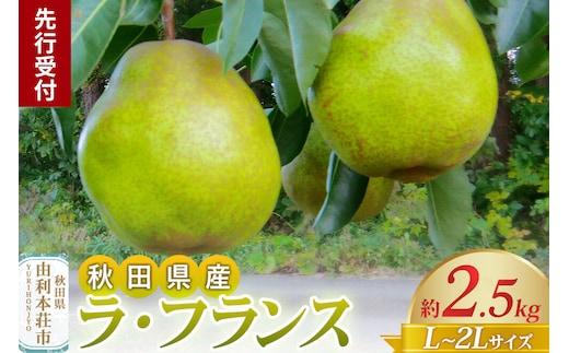 《先行受付》茂木農園 秋田県産 ラ･フランス 約2.5kg L～2Lサイズ [フルーツ 果物 果実 ラ･フランス 先行受付 先行予約 秋田県 由利本荘市 茂木農園]