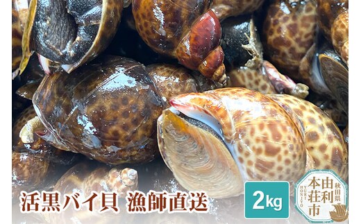 《一部地域限定配送》由利本荘市産 活黒バイ貝 2kg [徳栄丸 バイ貝 秋田県産 国産]