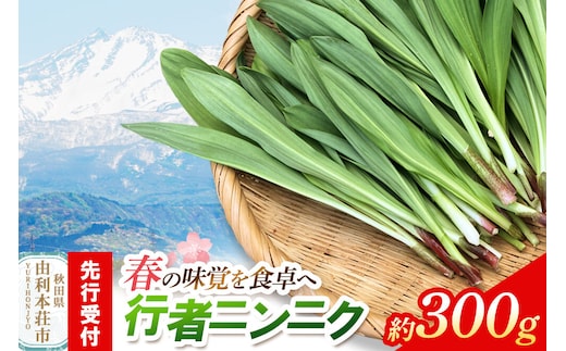 《先行受付》行者ニンニク 約300g [山菜 行者にんにく 自然栽培 野菜 天然 天然山菜 国産 先行予約 秋田熊の子山菜便 秋田県産]
