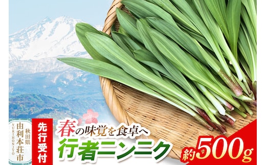 《先行受付》行者ニンニク 約500g [山菜 行者にんにく 自然栽培 野菜 天然 天然山菜 国産 先行予約 秋田熊の子山菜便 秋田県産]